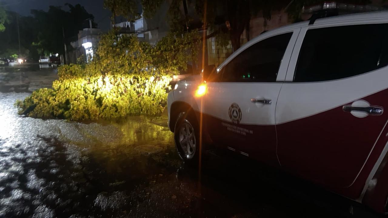 Árbol caído tras fuerte lluvia