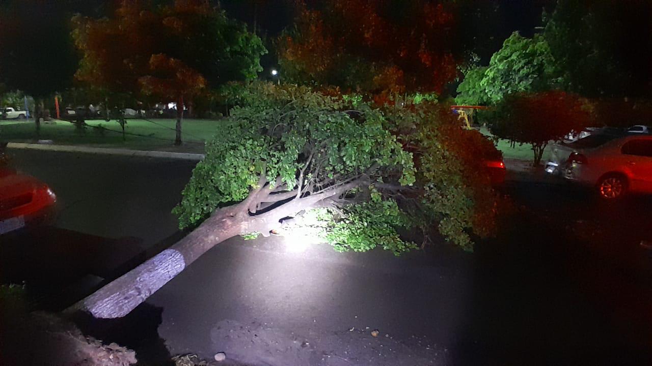 Árbol caído tras fuerte lluvia