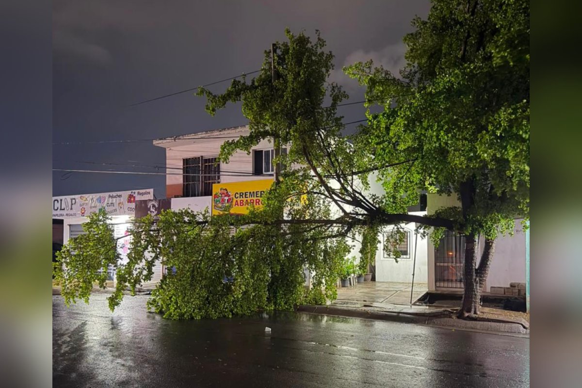 Árbol caído tras fuerte lluvia