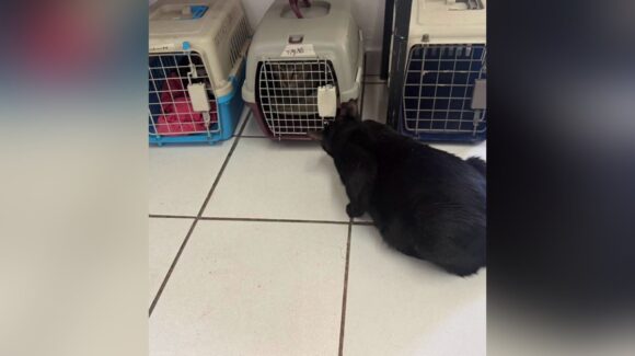 ¡Atención, Guasave! Este domingo 9 de agosto habrá jornada de esterilización de perros y gatos a bajo costo