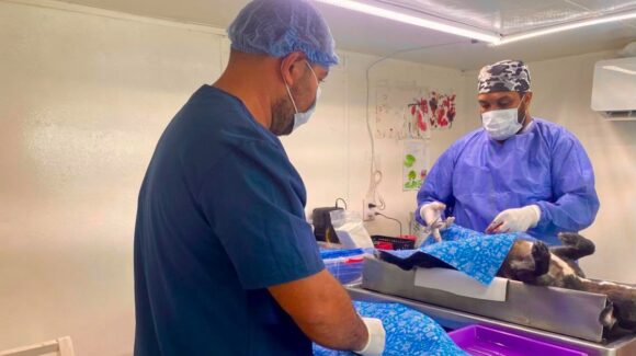 ¡Diez mil y contando! Cebica marca récord de esterilizaciones y da batalla a la sobrepoblación animal en Mazatlán, Sinaloa