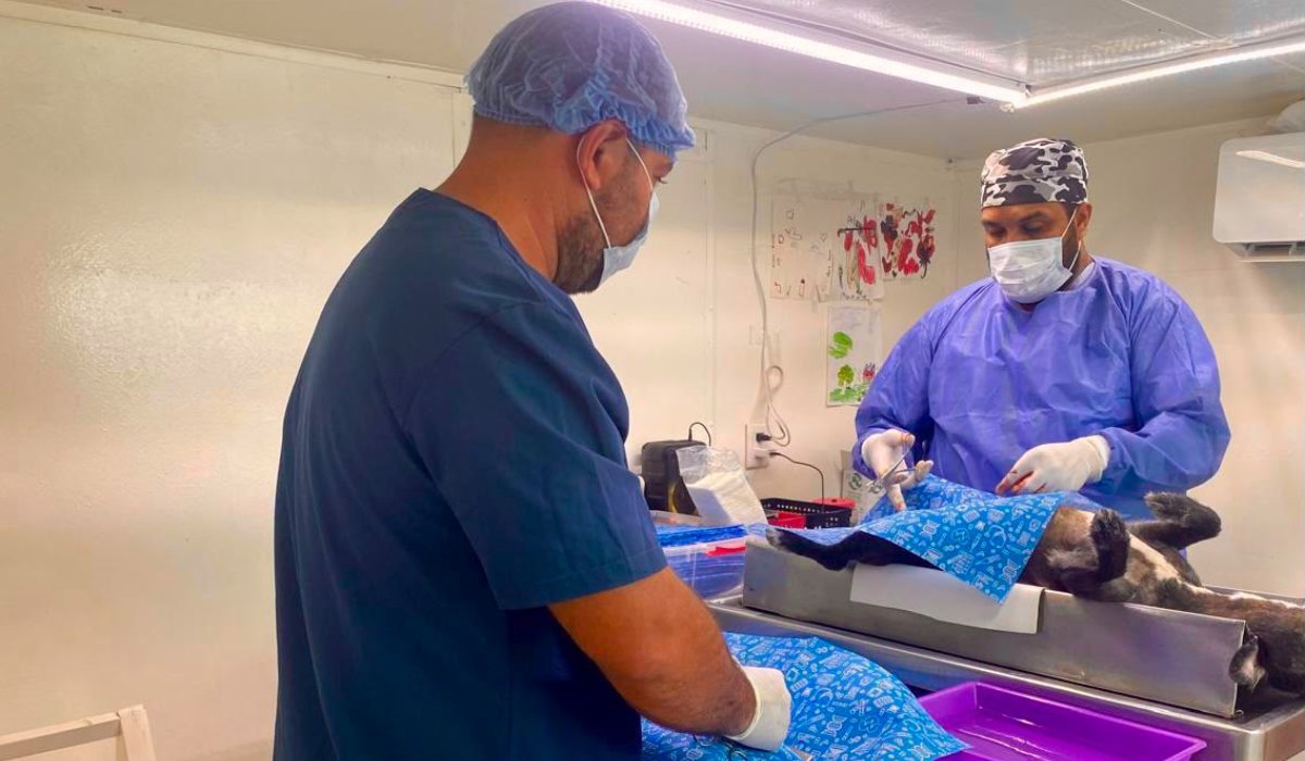 Esterilización número 10 mil en Mazatlán