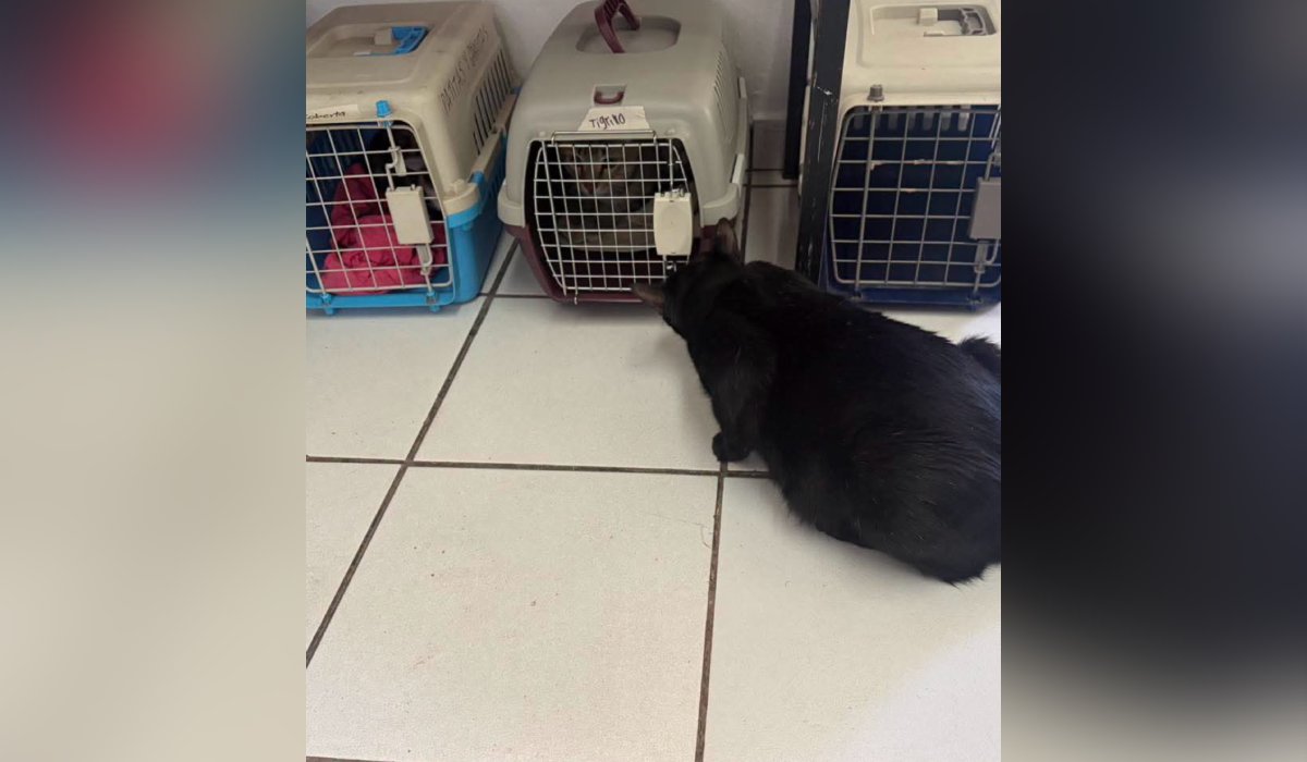 Jornada de esterilización