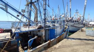 flota camaronera en mazatlan sinaloa barcos