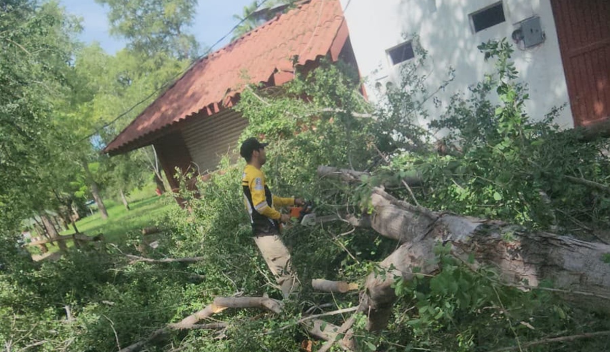 Retiran árbol caído, tras fuerte lluvia en El Fuerte
