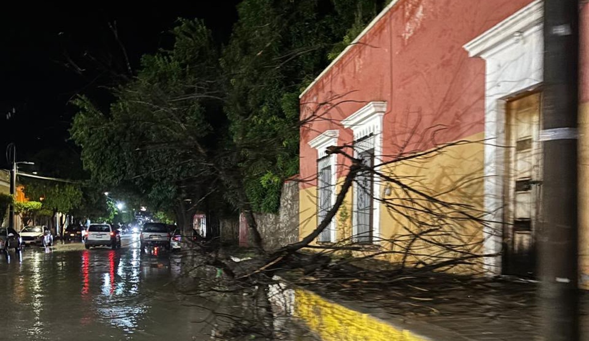 Árbol caído tras fuerte lluvia en El Fuerte