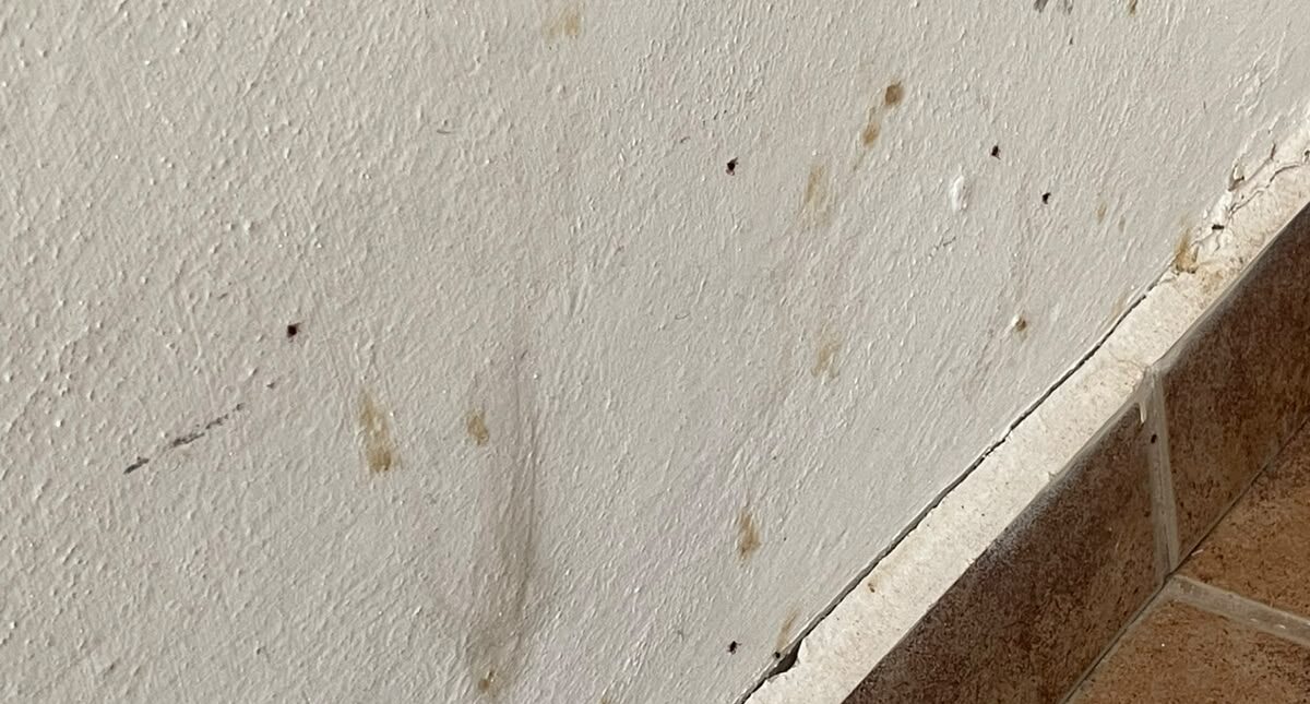 Fumigan en Los Cedros de Los Mochis