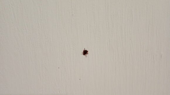Vecino de Los Mochis denuncia plaga de garrapatas en fraccionamiento Cedros; asegura que hay una perrita infestada a un lado de su casa