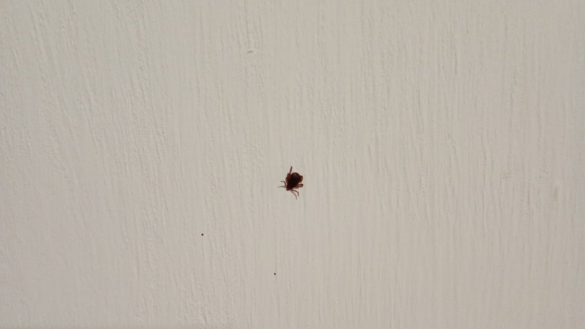 garrapatas en los mochis sinaloa
