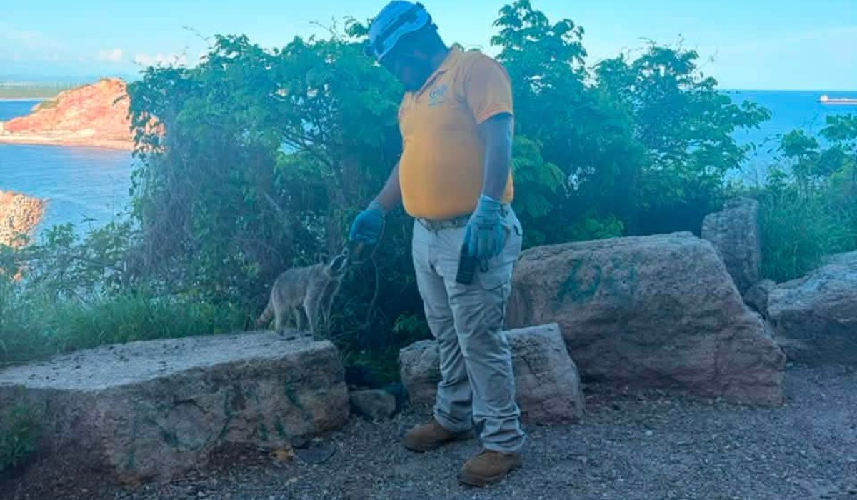 Gatos en el Cerro del Crestón, Mazatlán
