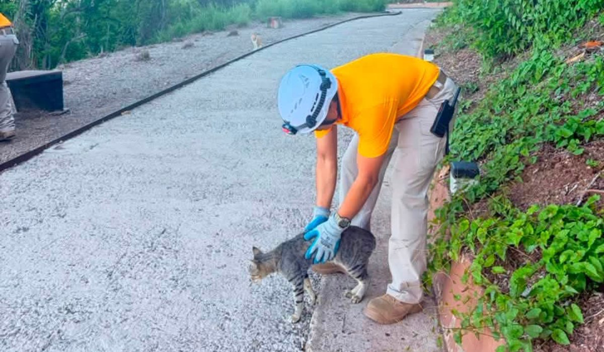 Gatos en el Cerro del Crestón, Mazatlán