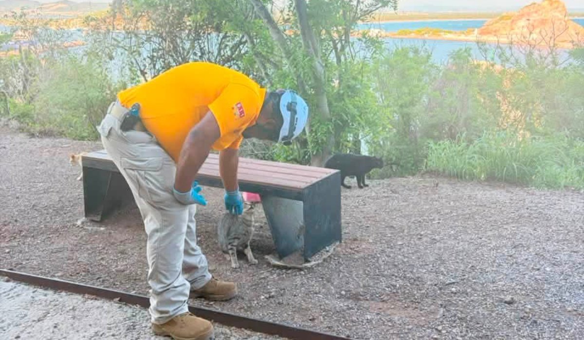 Gatos en el Cerro del Crestón, Mazatlán