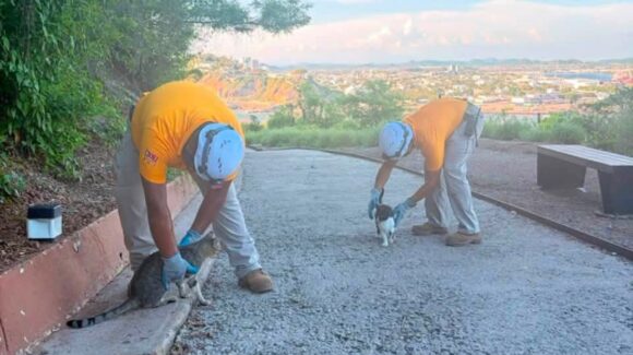 ¡Buenas noticias! Confirman que gatos del Cerro del Crestón, en Mazatlán, Sinaloa, están sanos y ya reciben alimento