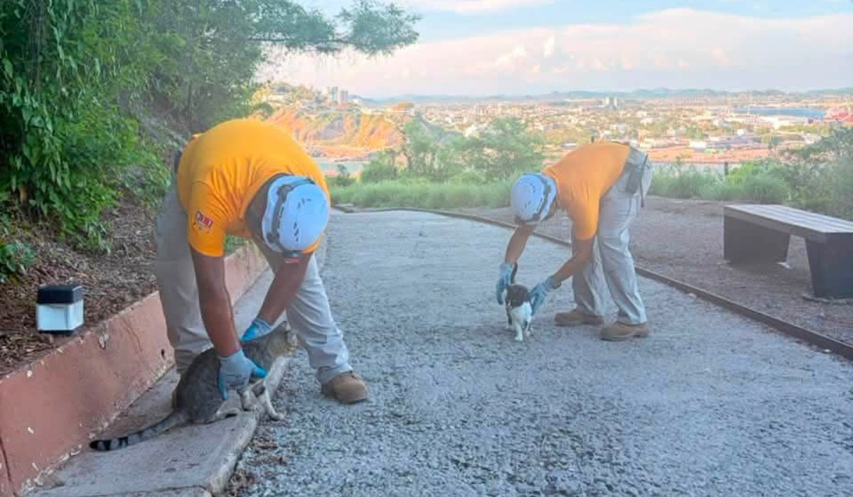 Gatos en el Cerro del Crestón, Mazatlán