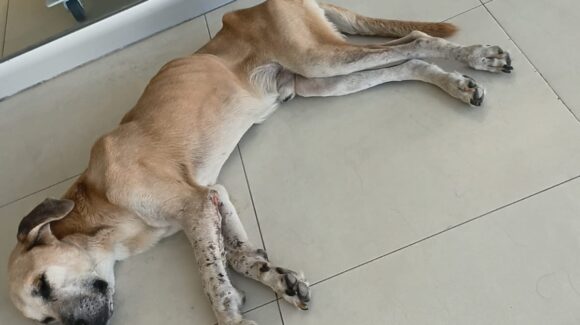 Sí hay esterilización gratuita en comunidades de Guasave, Sinaloa, pero Salud pide apoyo para el cuidado de los animales