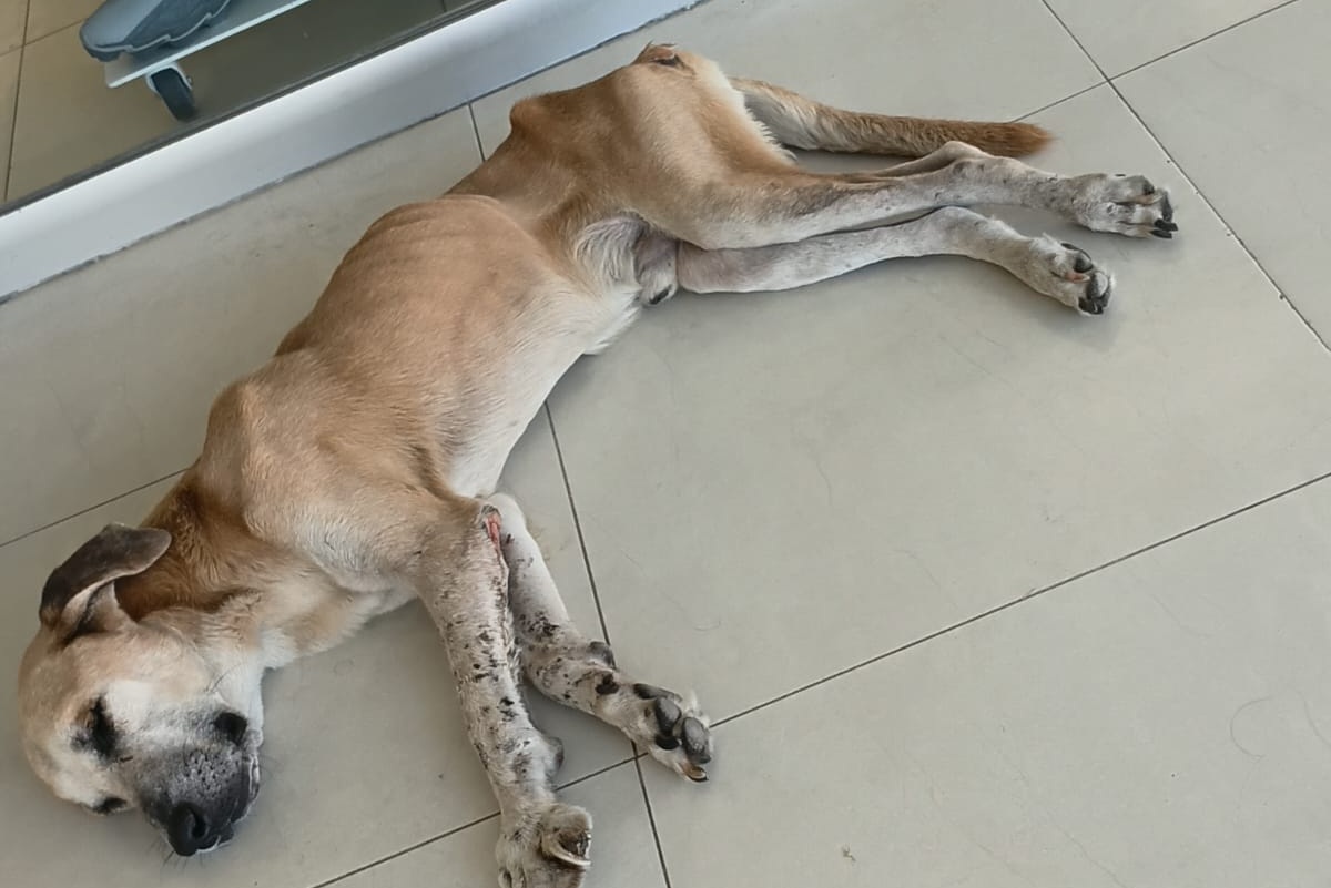 Aseguran que es permanente jornada de esterilización de perros en Guasave