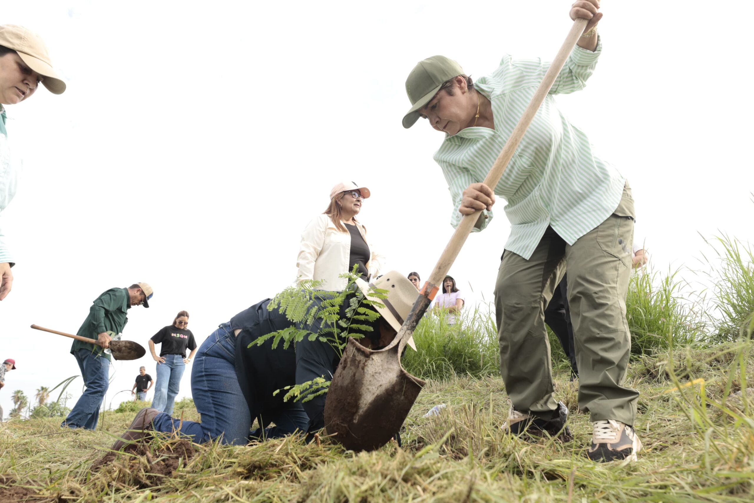 Guasave se suma a Jornada Nacional de Reforestación