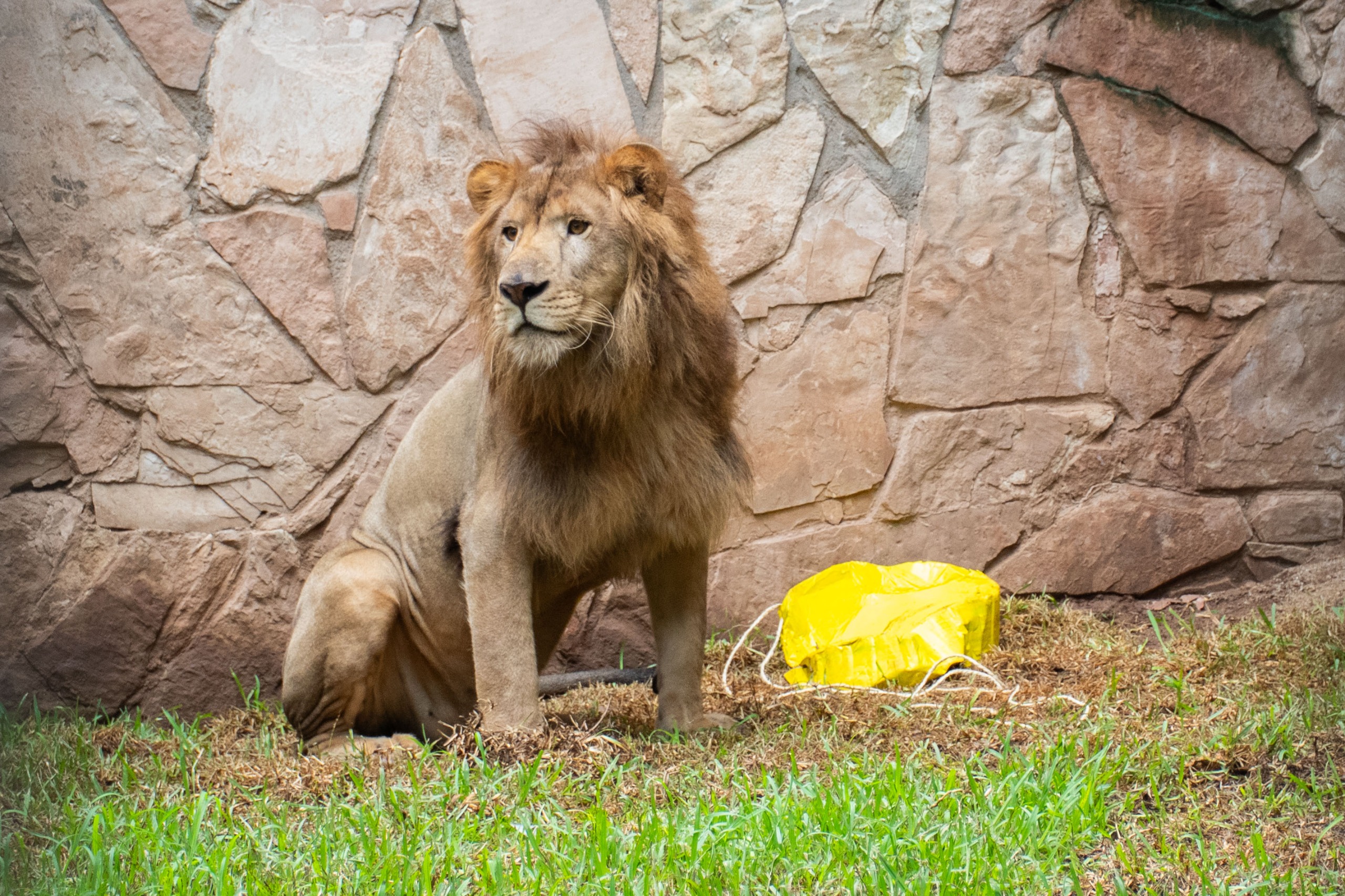 Llega "Tiki" a el Zoológico de Culiacán