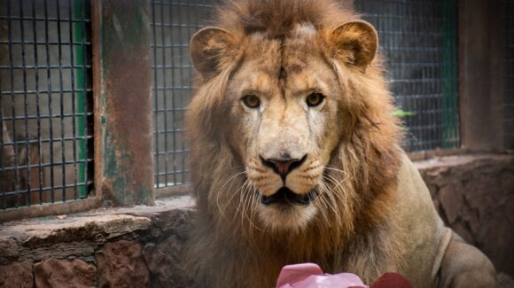¡Conoce a “Tiki”! El Zoológico de Culiacán presenta a su nuevo león africano