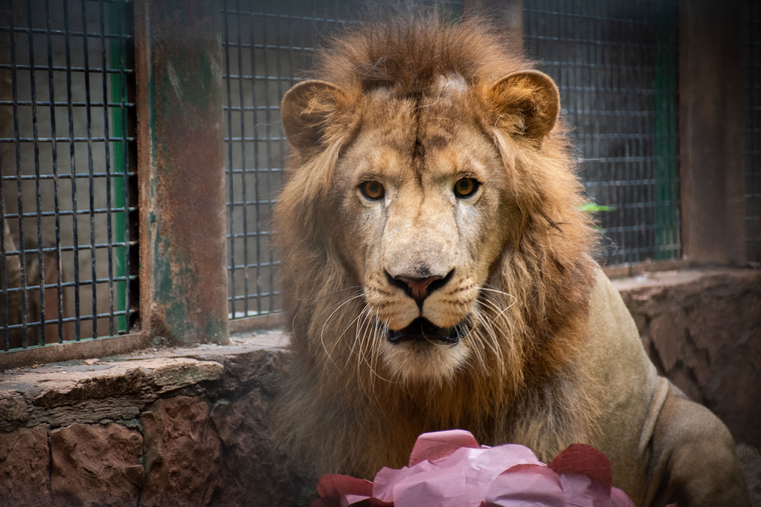 Llega "Tiki" a el Zoológico de Culiacán