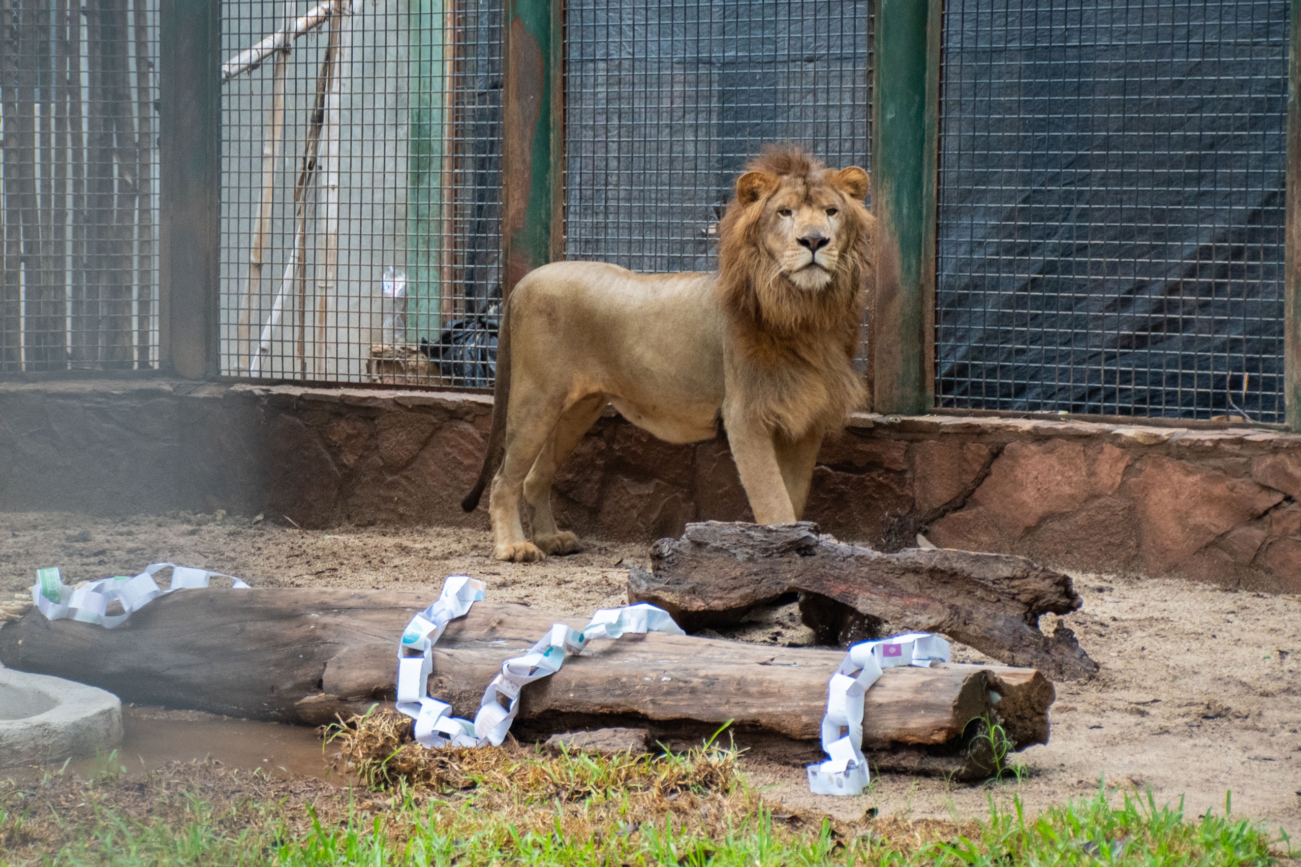 Llega "Tiki" a el Zoológico de Culiacán