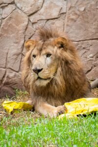 Llega "Tiki" a el Zoológico de Culiacán