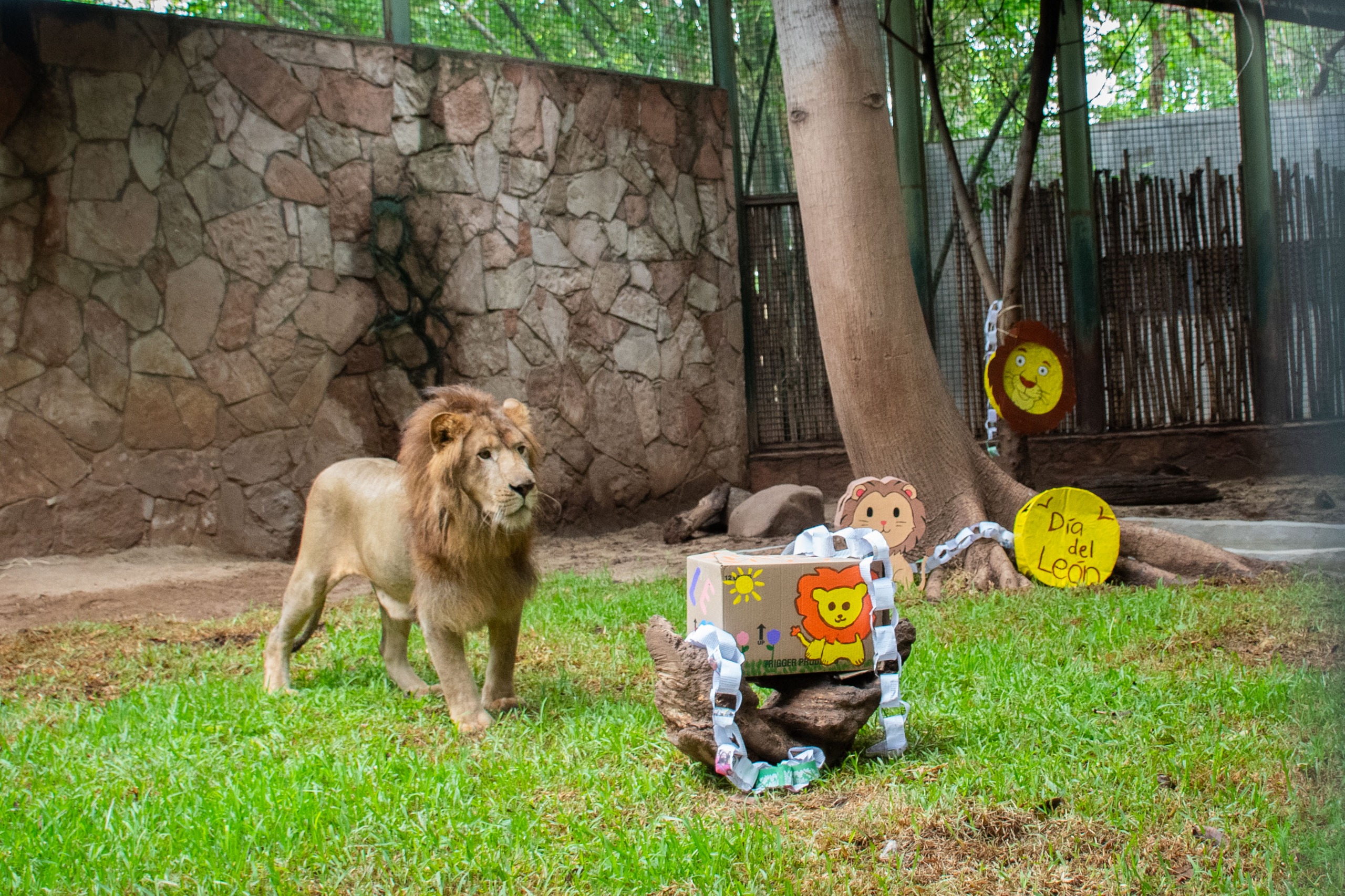 Llega "Tiki" a el Zoológico de Culiacán