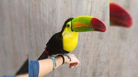 ‘Mango’ volvió a mirar al cielo; el tucán rescatado que se prepara para volar de nuevo desde el cobijo del Gran Acuario de Mazatlán, Sinaloa
