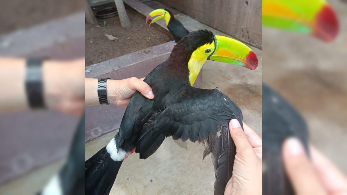 Mango, el tucán rehabilitado en Gran Acuario Mazatlán