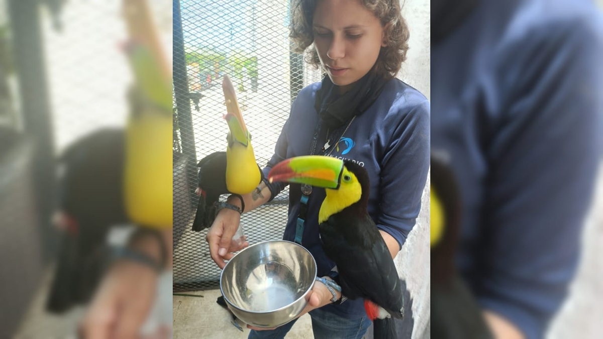 Mango, el tucán rehabilitado en Gran Acuario Mazatlán