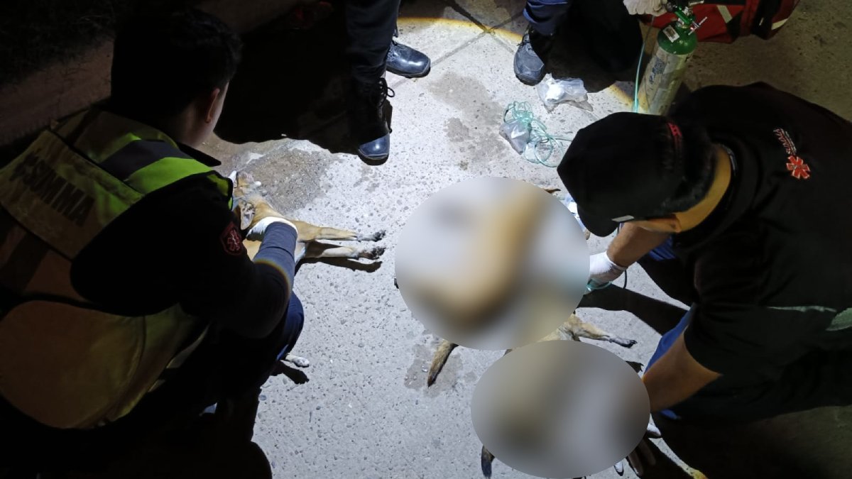 mueren perritos en incendio en la colonia san francisco en los mochis