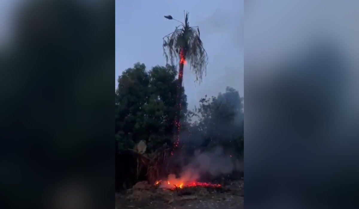 Palmera quemada por rayo en Culiacán