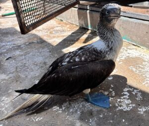 Pato