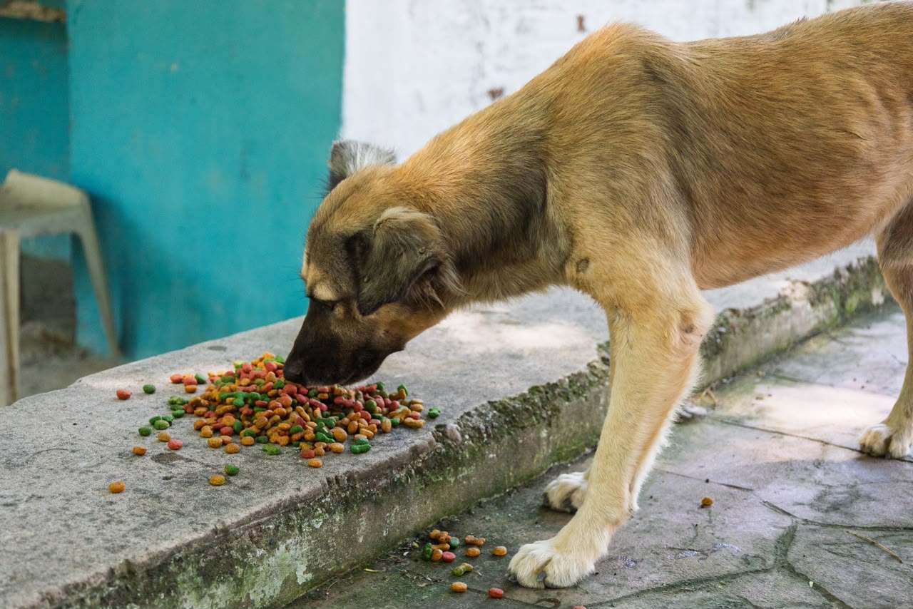 Perrito comiendo