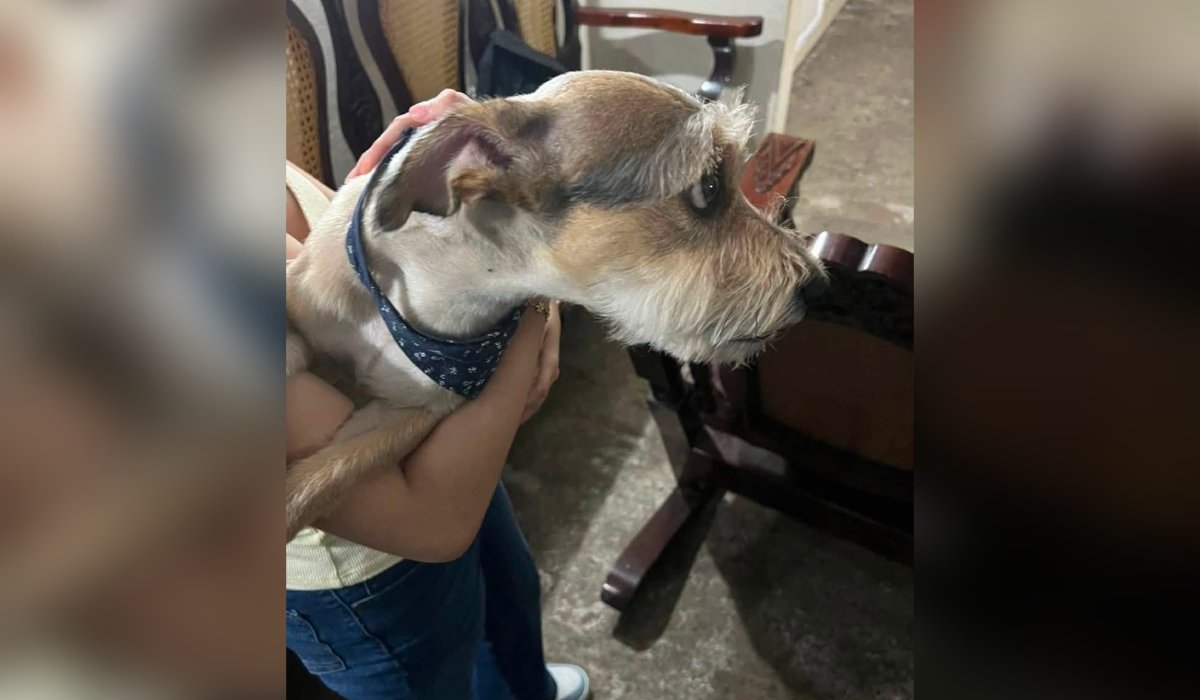 Perrito rescatado en Mazatlán