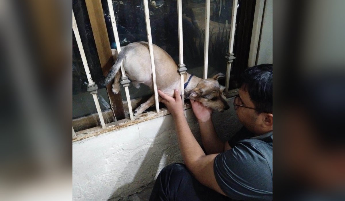 Perrito rescatado en Mazatlán