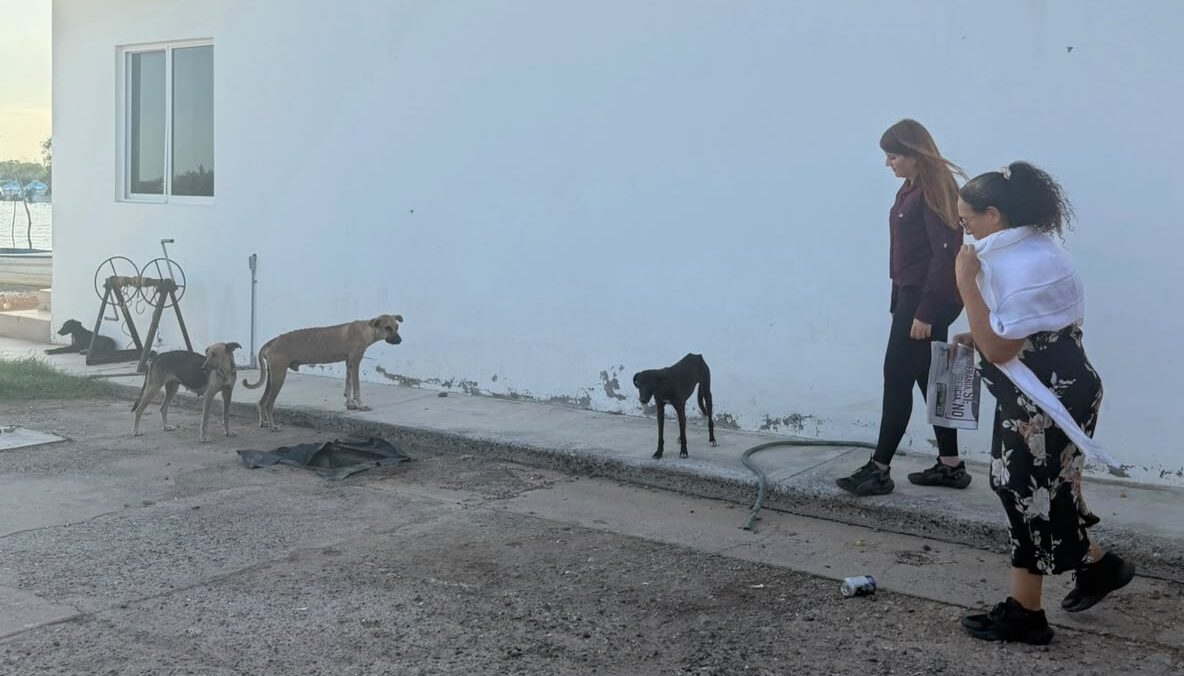 perritos de El Tortugo, Guasave