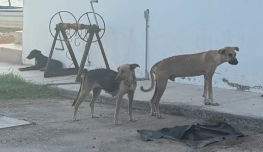 perritos de El Tortugo, Guasave