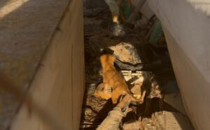 perritos de El Tortugo, Guasave