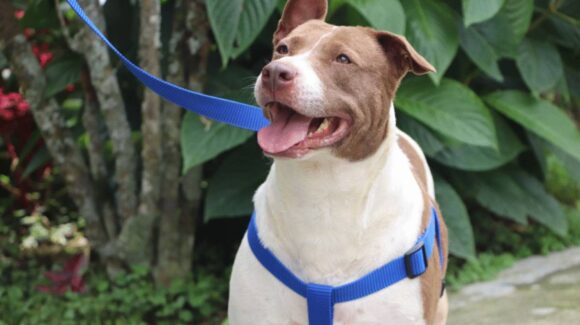 ¿Tienes mascotas? Así puedes prevenir el gusano barrenador en perros y gatos