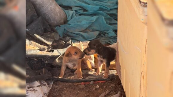 Pide AMAC sumar fuerzas para esterilizar animales sin hogar y reclama falta de coordinación con autoridades, en Guasave