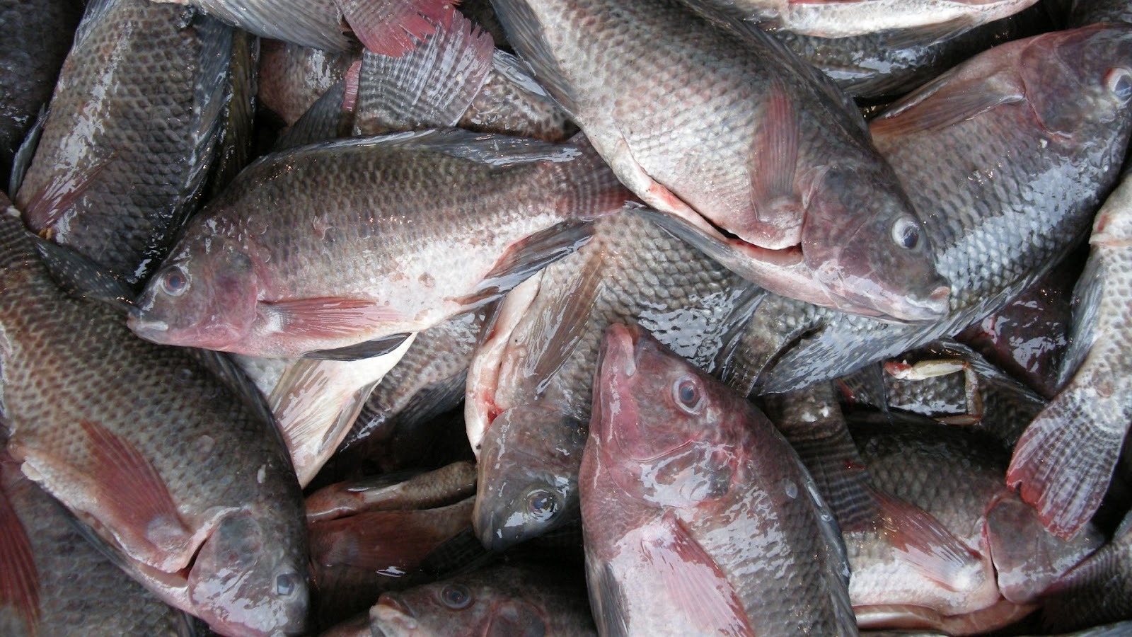 Pescados
