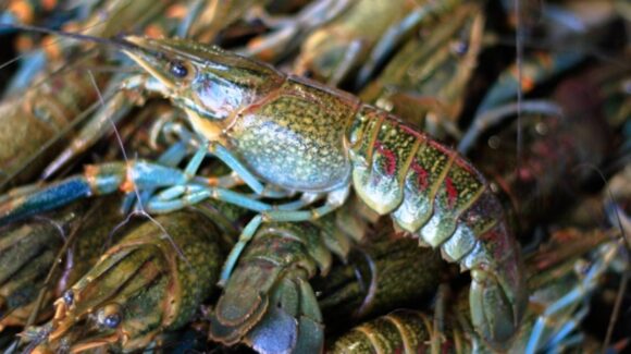 Agosto arranca con vedas para abulón, langostino, pulpo y tiburones; autoridades buscan proteger especies y frenar la pesca ilegal