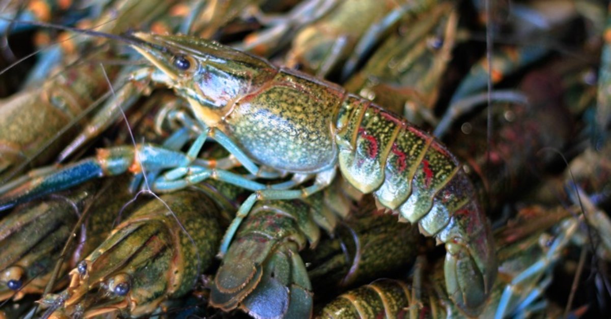 Langostino
