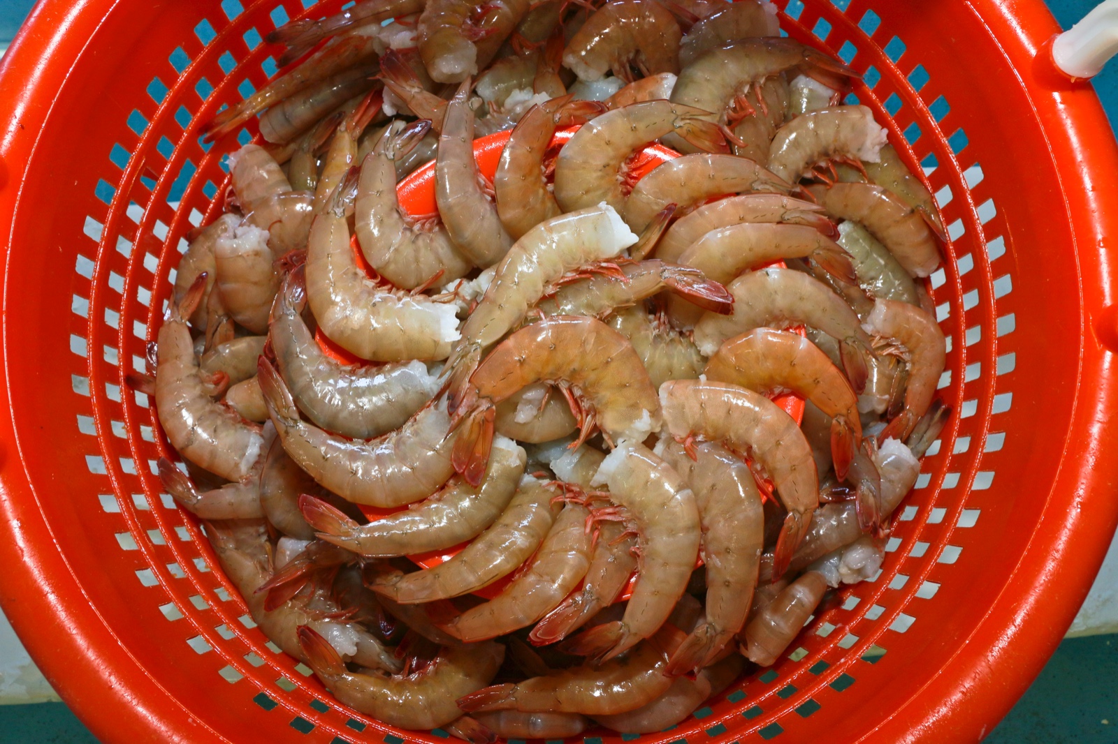 Camarones