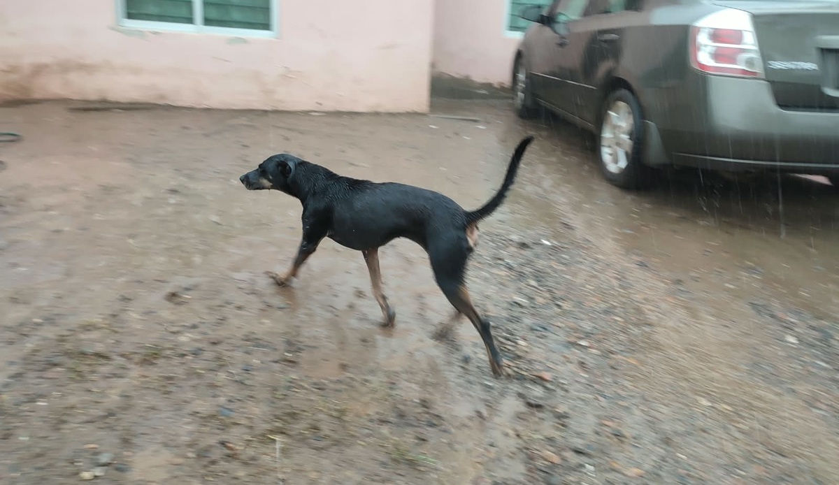 Piden campaña de esterilización para perros y gatos en comunidades de Guasave
