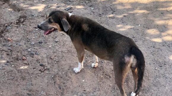 No solo en El Tortugo: Caimanero y Cuitabón en Guasave, Sinaloa, también claman por campaña de esterilización de perros y gatos
