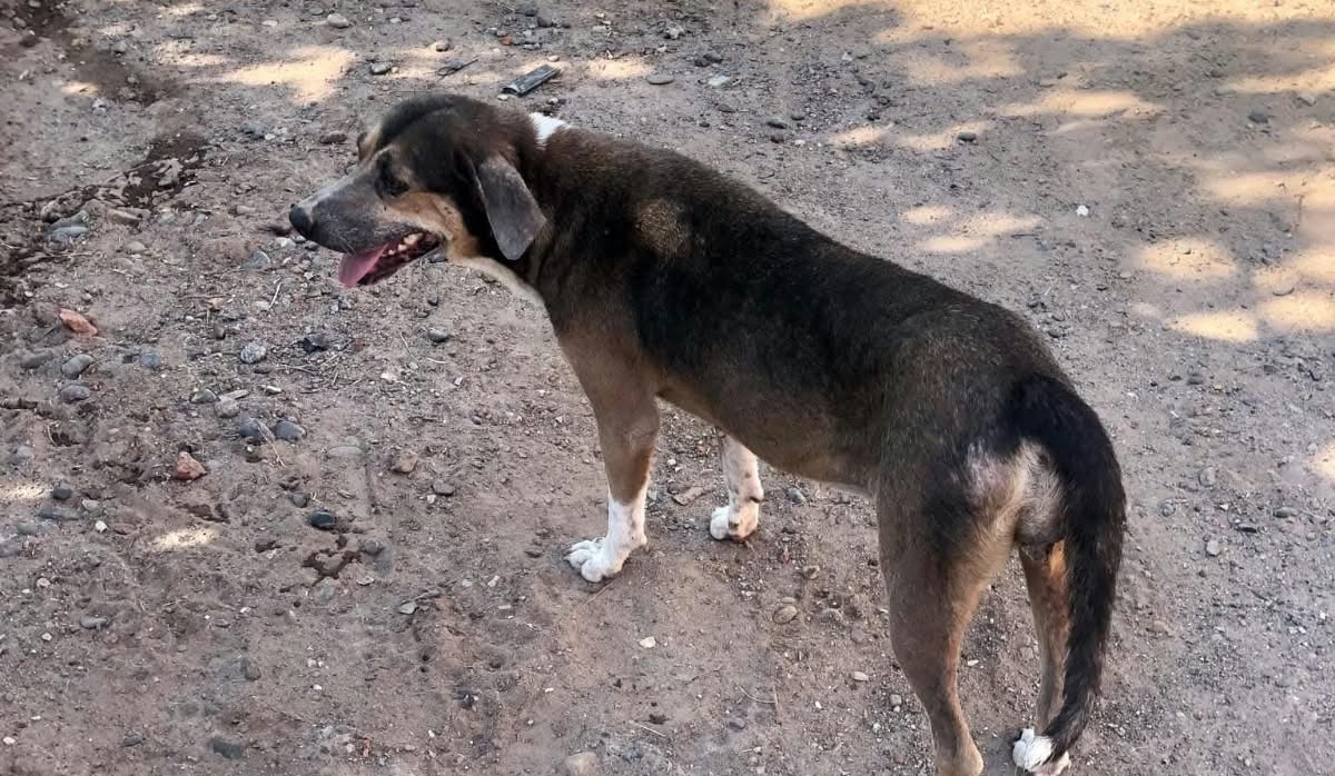 Piden campaña de esterilización para perros y gatos en comunidades de Guasave