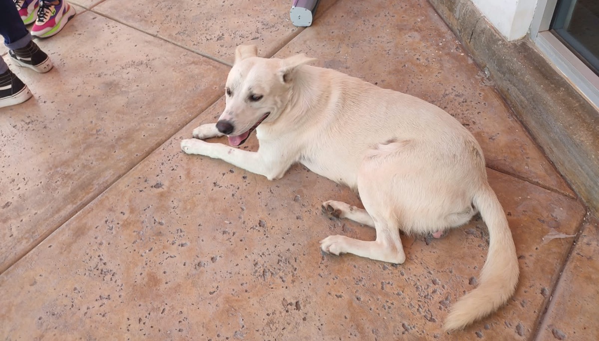 Piden campaña de esterilización para perros y gatos en comunidades de Guasave