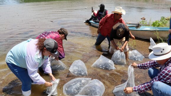 Siembran un millón 500 mil alevines en la presa “El Sabinal”, en Sinaloa municipio; agradecen ser tomados en cuenta